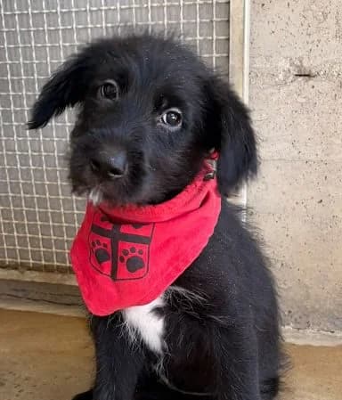 Patty, female puppy Mixed Breed for adoption at NiemandsHunde, Kerpen