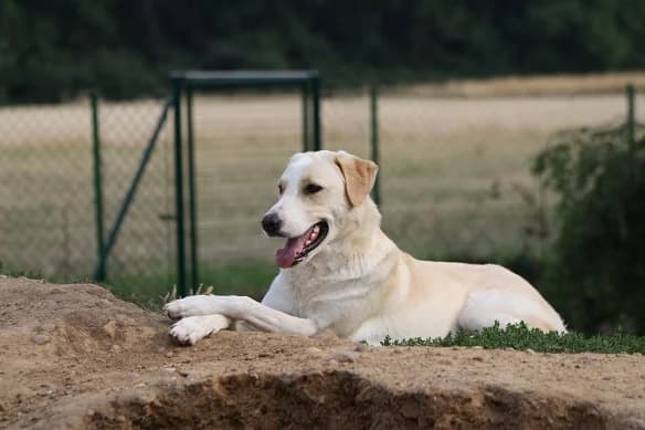 Romina, female senior Mixed Breed for adoption at NiemandsHunde, Kerpen
