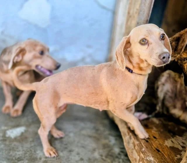 Sakura, female young Dachshund for adoption at NiemandsHunde, Kerpen