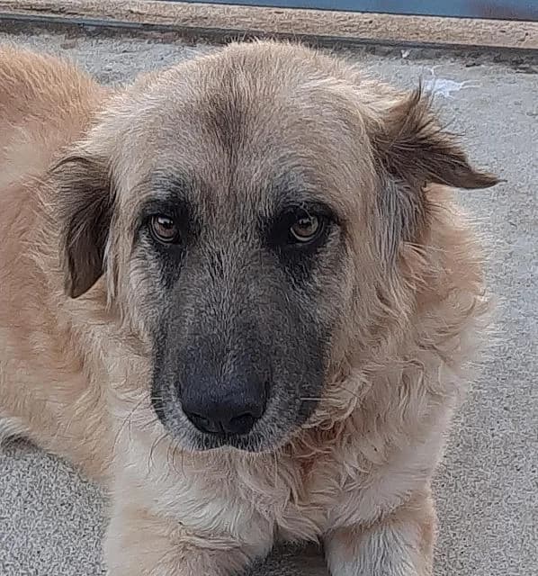 Silvestro, male senior Mixed Breed for adoption at NiemandsHunde, Kerpen