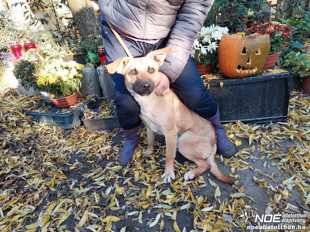 Ambrózia, female 5yo Mixed Breed for adoption at Noah Tierheim Ungarn