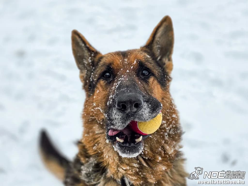 Atlasz, male 5yo German Shepherd for adoption at Noah Tierheim Ungarn
