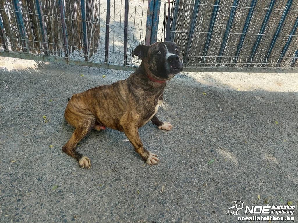 Bugaci Artemis, male 6yo Mixed Breed for adoption at Noah Tierheim Ungarn