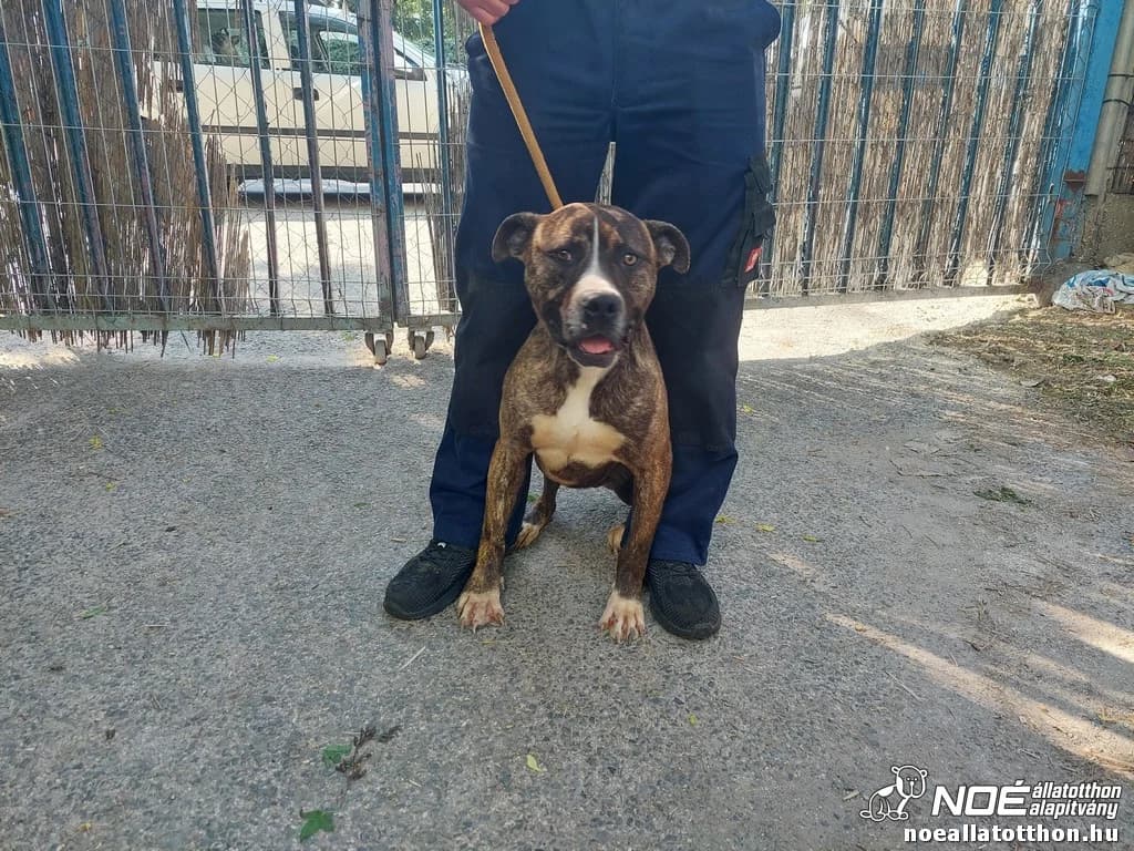 Bugaci Artemis, male 6yo Mixed Breed for adoption at Noah Tierheim Ungarn