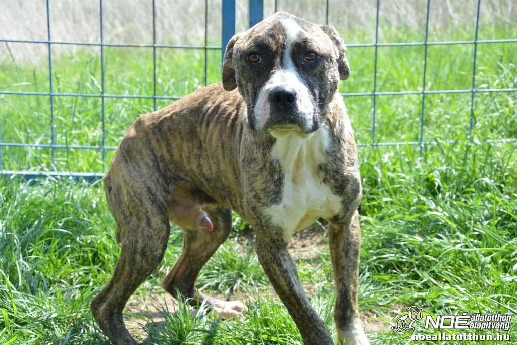 Bugaci Magnum, male 6yo Mixed Breed for adoption at Noah Tierheim Ungarn
