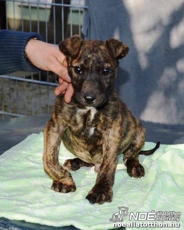 Chaplin, male 4yo Mixed Breed for adoption at Noah Tierheim Ungarn
