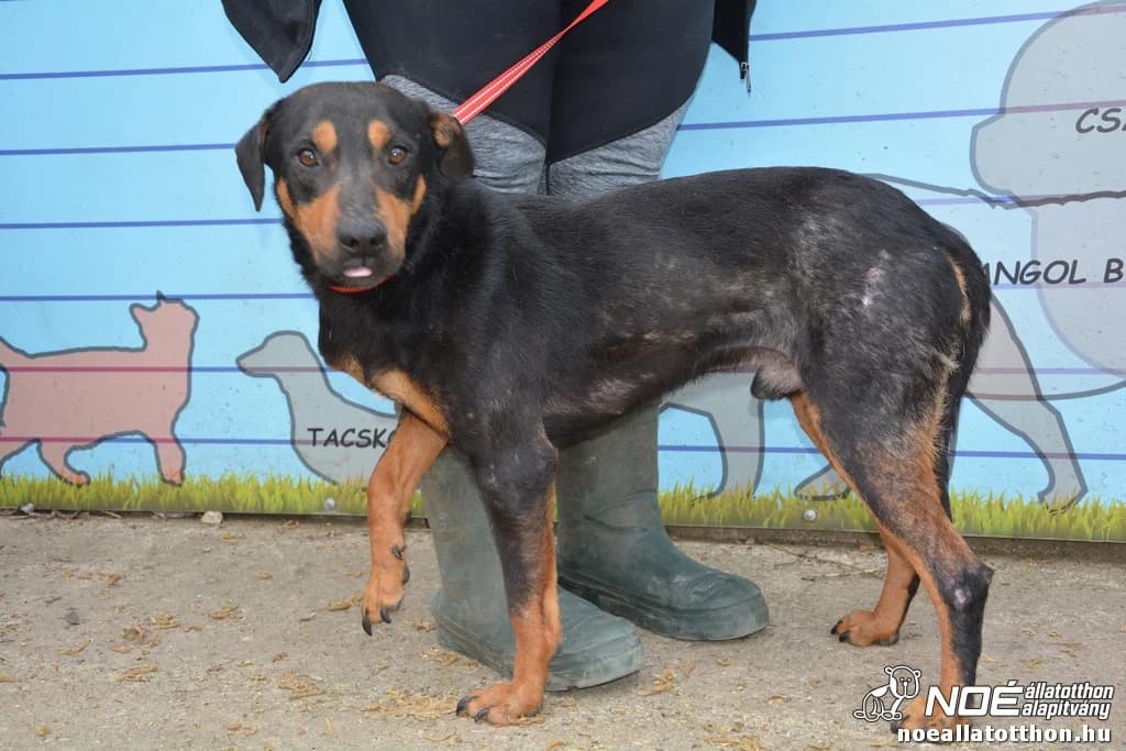 Cocobanana, schwarz male senior Mixed Breed for adoption at Noah Tierheim Ungarn
