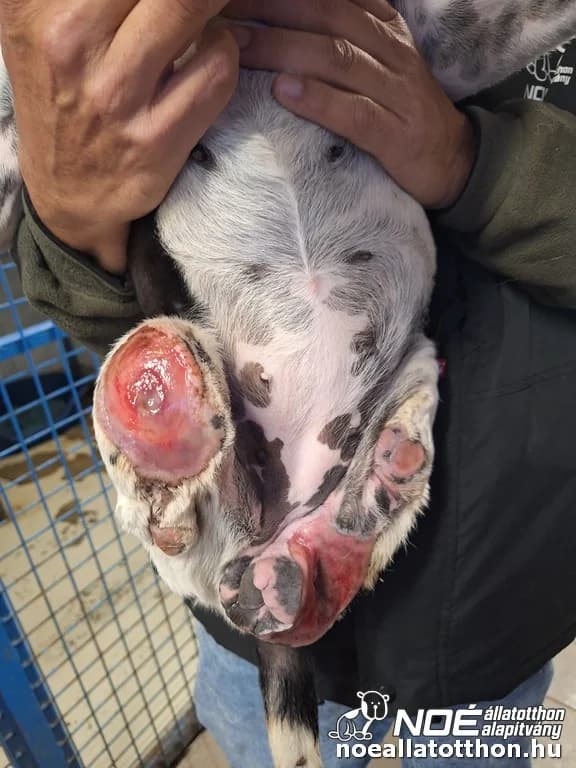 Dancing Queen, female 3yo Mixed Breed for adoption at Noah Tierheim Ungarn