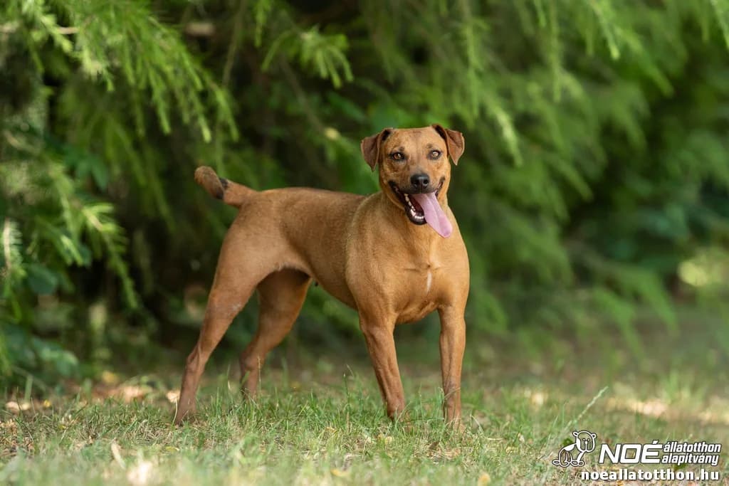 Konfetti, female 4yo Mixed Breed for adoption at Noah Tierheim Ungarn