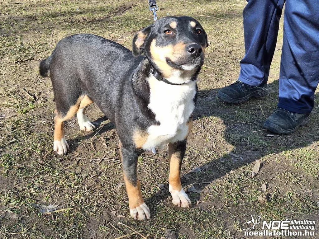 Mátrix, female 3yo Mixed Breed for adoption at Noah Tierheim Ungarn