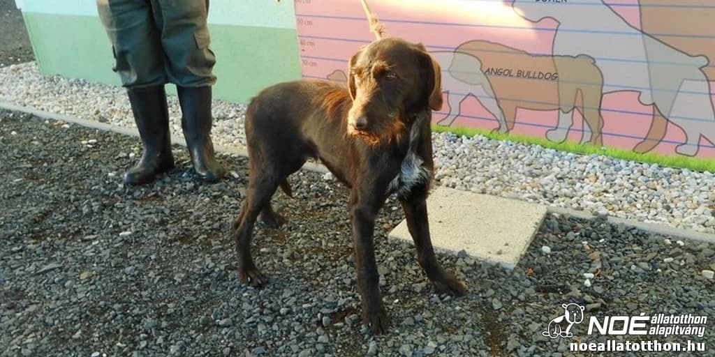 Mázlista, male senior Mixed Breed for adoption at Noah Tierheim Ungarn
