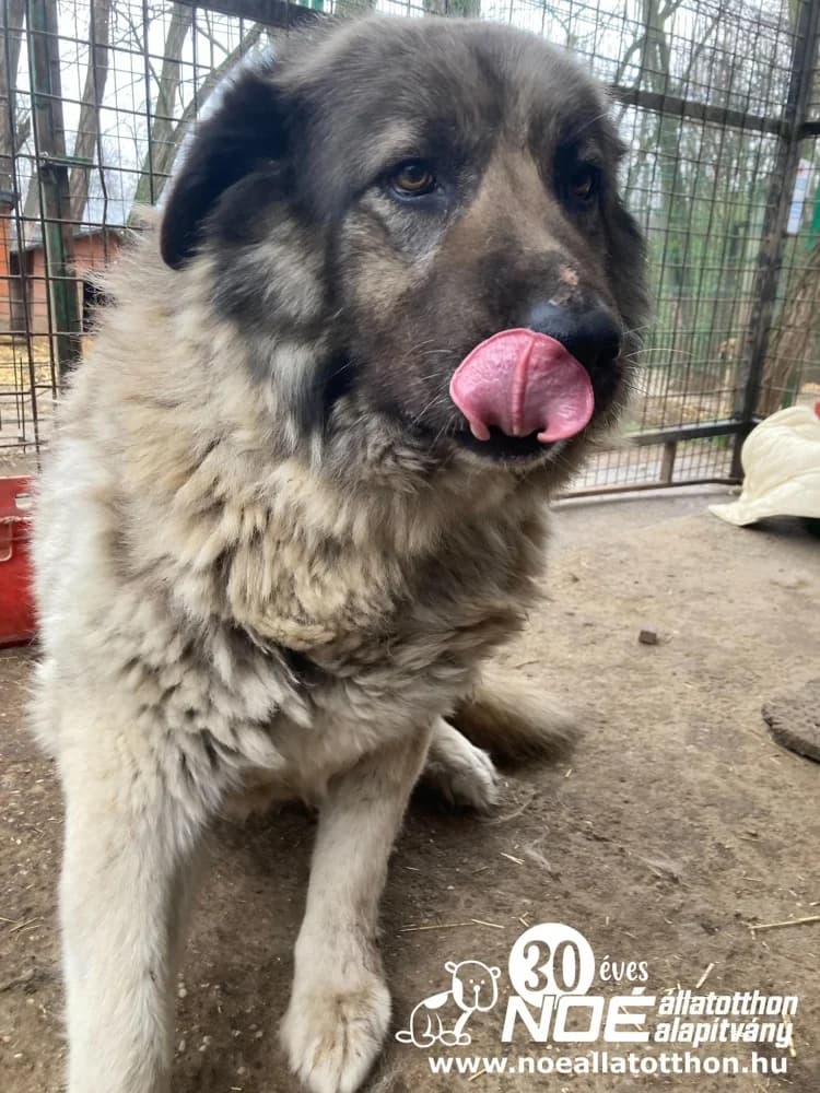 Sziszó, female senior German Shepherd for adoption at Noah Tierheim Ungarn