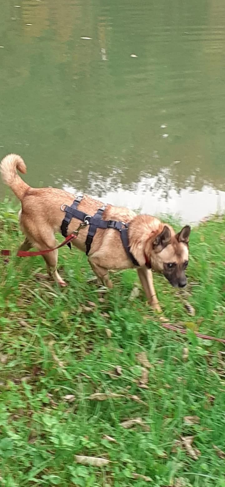 Marlo (56424 Moschheim), male 6yo Mixed Breed for adoption at Nordic Strays e.V.