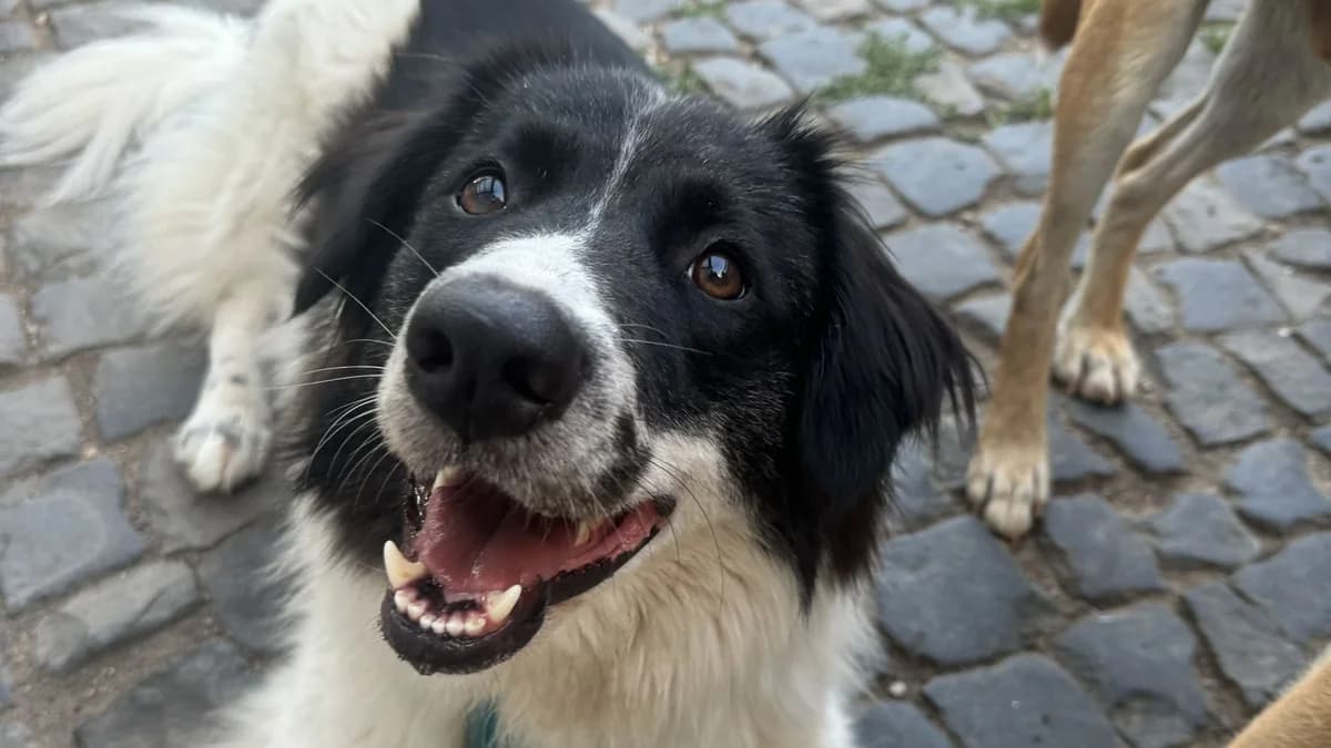 Lucia (99718 Greussen), male young Mixed Breed for adoption at Nordic Strays e.V.