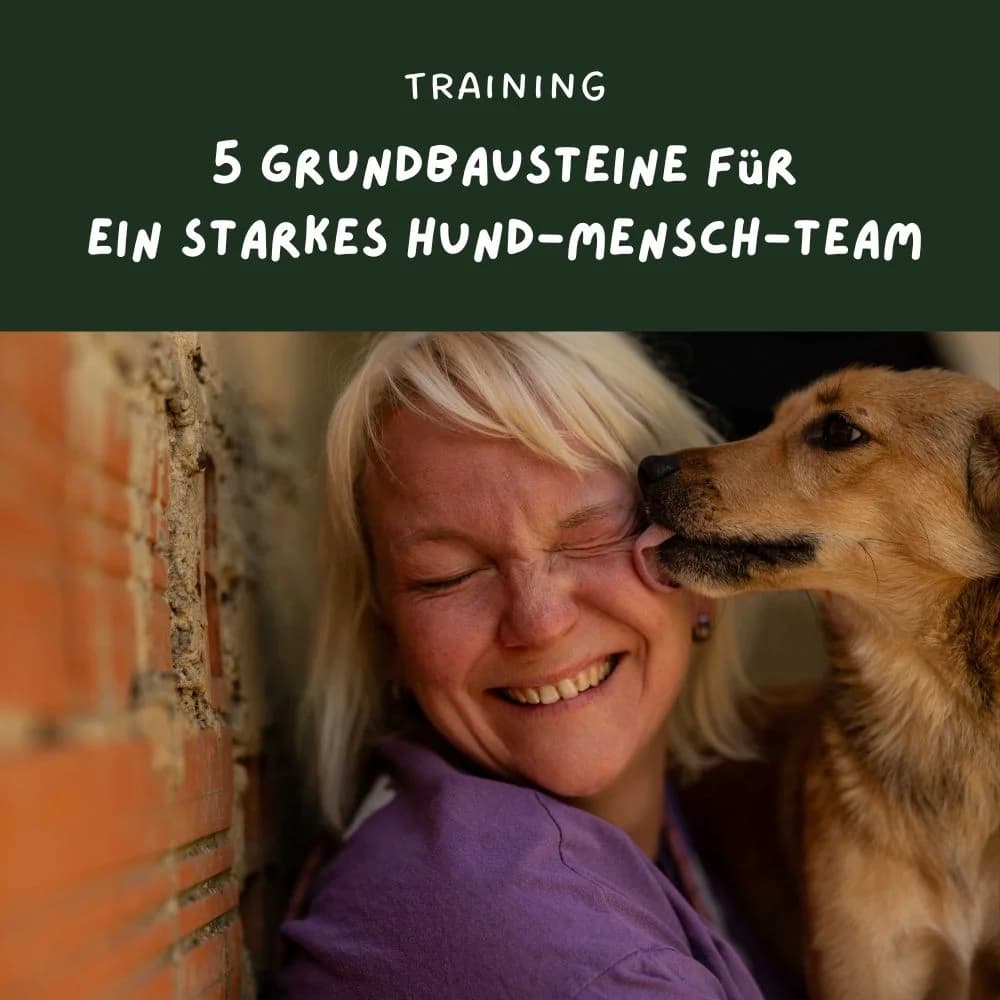 5 Grundbausteine für ein starkes Hund-Mensch-Team, female Mixed Breed for adoption at Nordic Strays e.V.