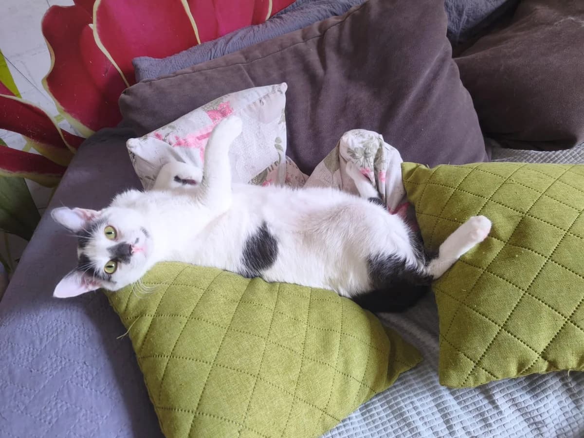 Ringo, male Mixed Breed for adoption at Nordic Strays e.V.
