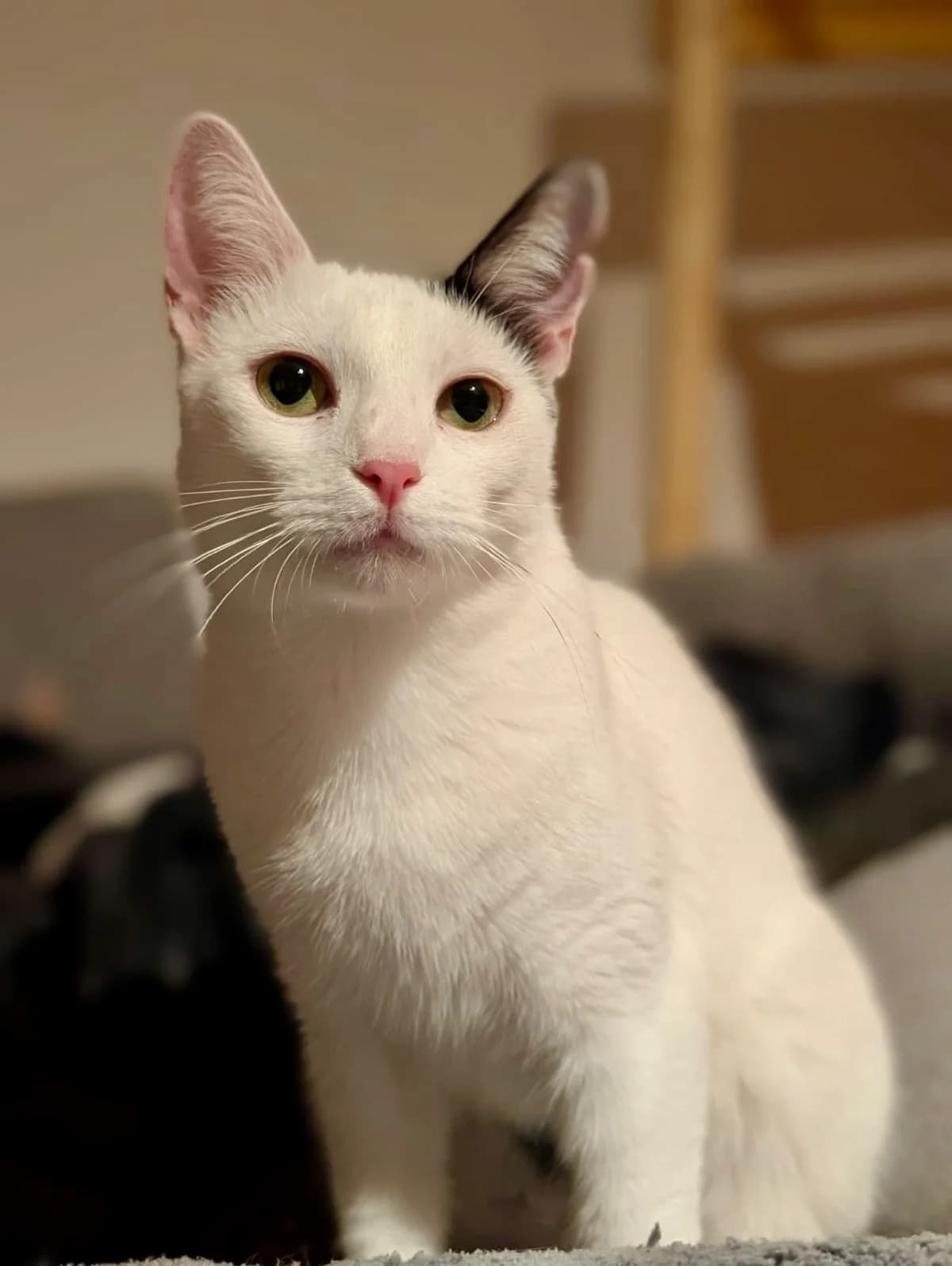 Kiki (in 86558 Hohenwart), female young Mixed Breed for adoption at Nordic Strays e.V.