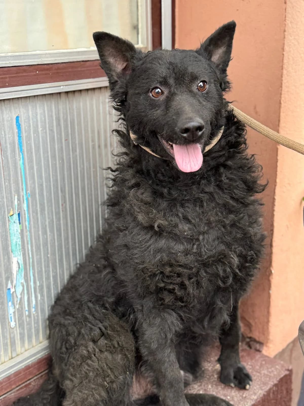 Viktor (31621 Pennigsehl), male 6yo German Shepherd for adoption at Nordic Strays e.V.