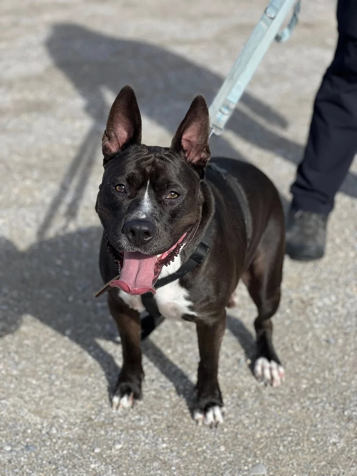Rio (Tierheim München), male American Staffordshire Terrier for adoption at Nordic Strays e.V.