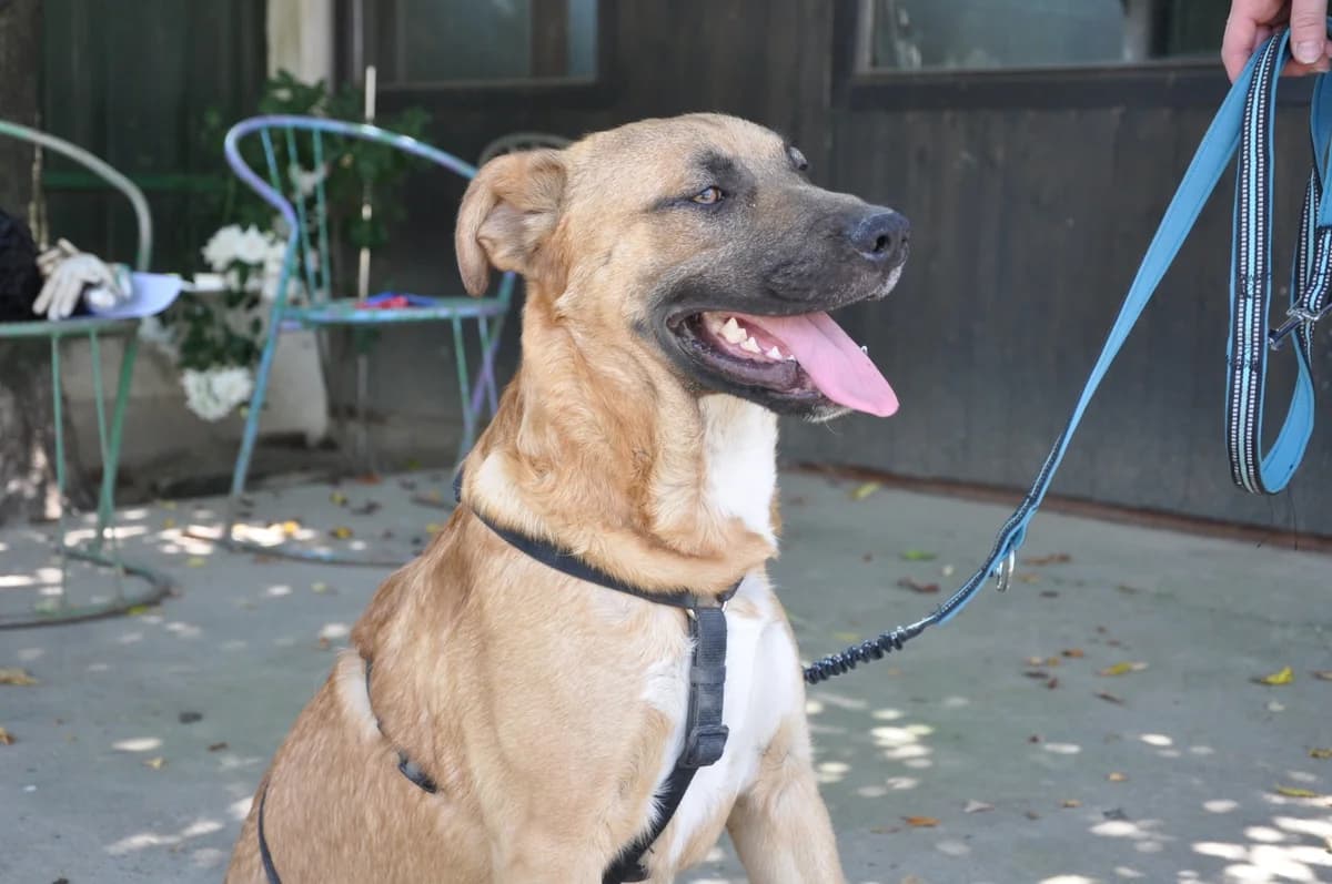 Mephisto, braun male young Mixed Breed for adoption at Nordic Strays e.V.