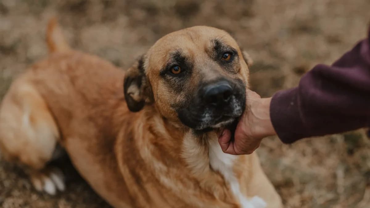 Mephisto, braun male young Mixed Breed for adoption at Nordic Strays e.V.