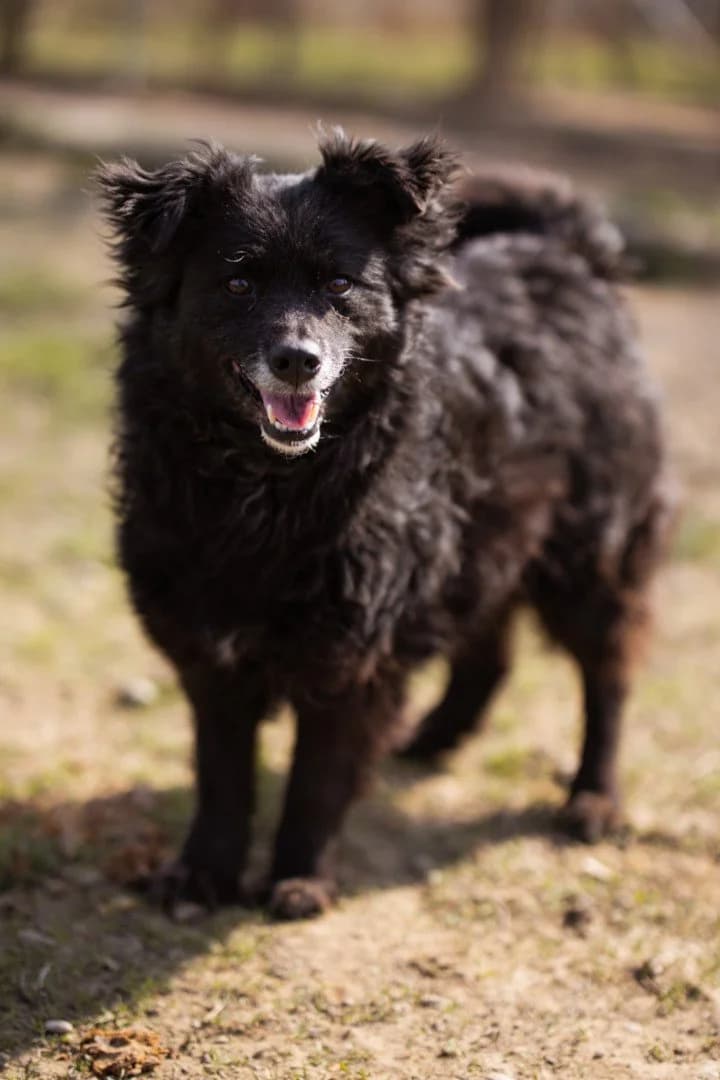 Lola, male 5yo German Shepherd for adoption at Nordic Strays e.V.