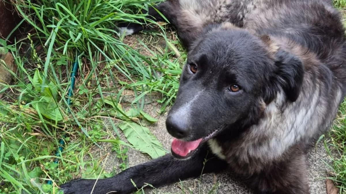 Betti (03159 Döbern), male young German Shepherd for adoption at Nordic Strays e.V.