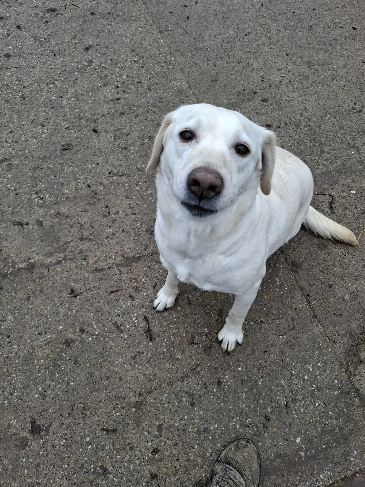 Cantata, male 4yo Labrador Retriever for adoption at Nordic Strays e.V.