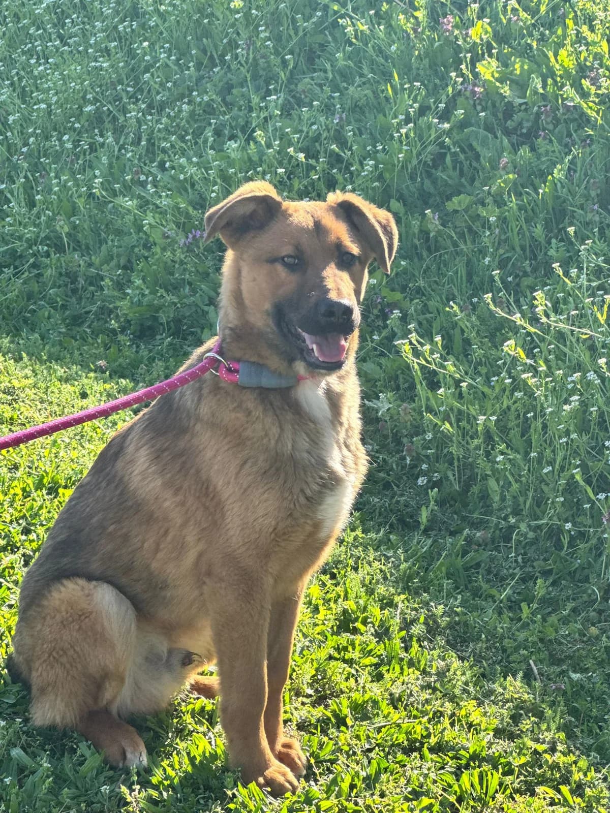 Dante, weiß male young German Shepherd for adoption at Nordic Strays e.V.