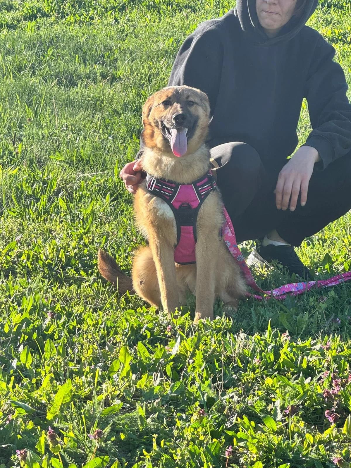 Dina, male young German Shepherd for adoption at Nordic Strays e.V.