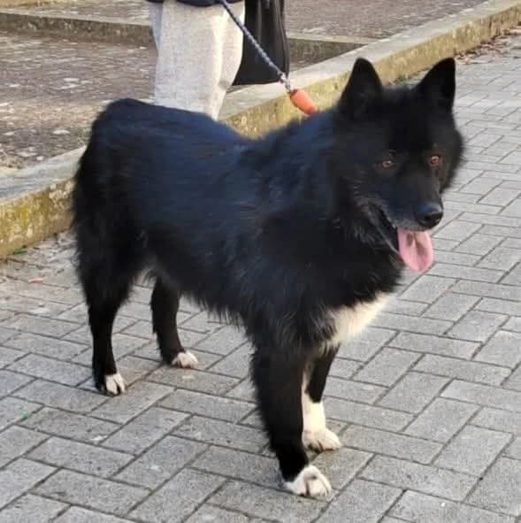 Lily, weiß male 7yo Mixed Breed for adoption at Nordic Strays e.V.