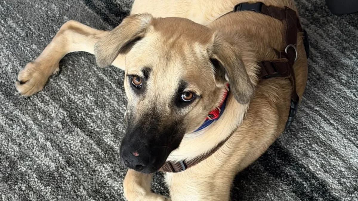 Badem (42477 Radevormwald), male young Kangal for adoption at Nordic Strays e.V.