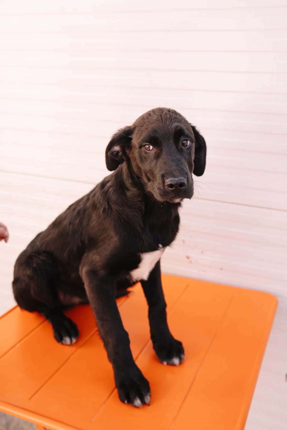 Dumbir, male young Kangal for adoption at Nordic Strays e.V.