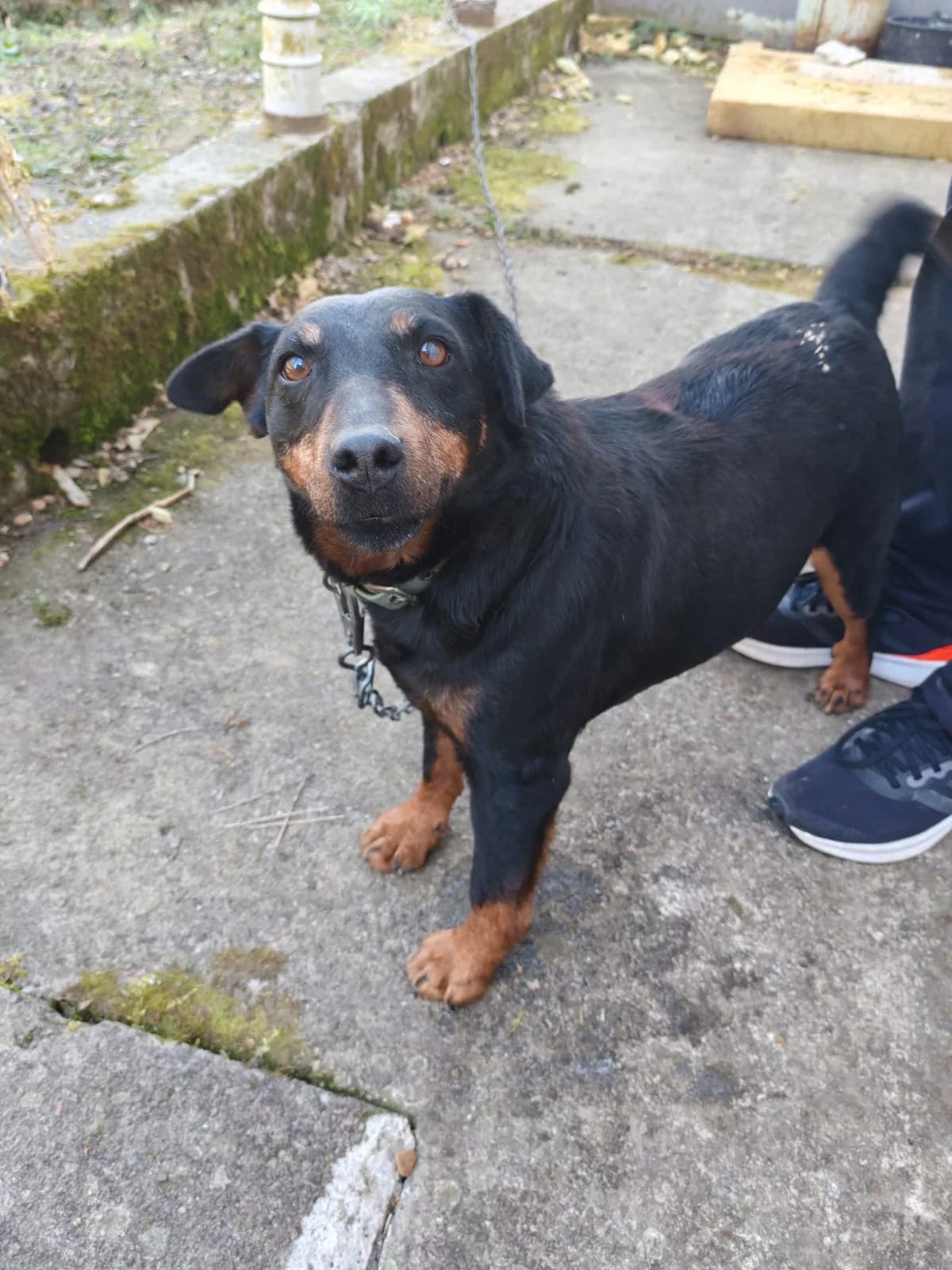 Fira, female senior Mixed Breed for adoption at Nordic Strays e.V.