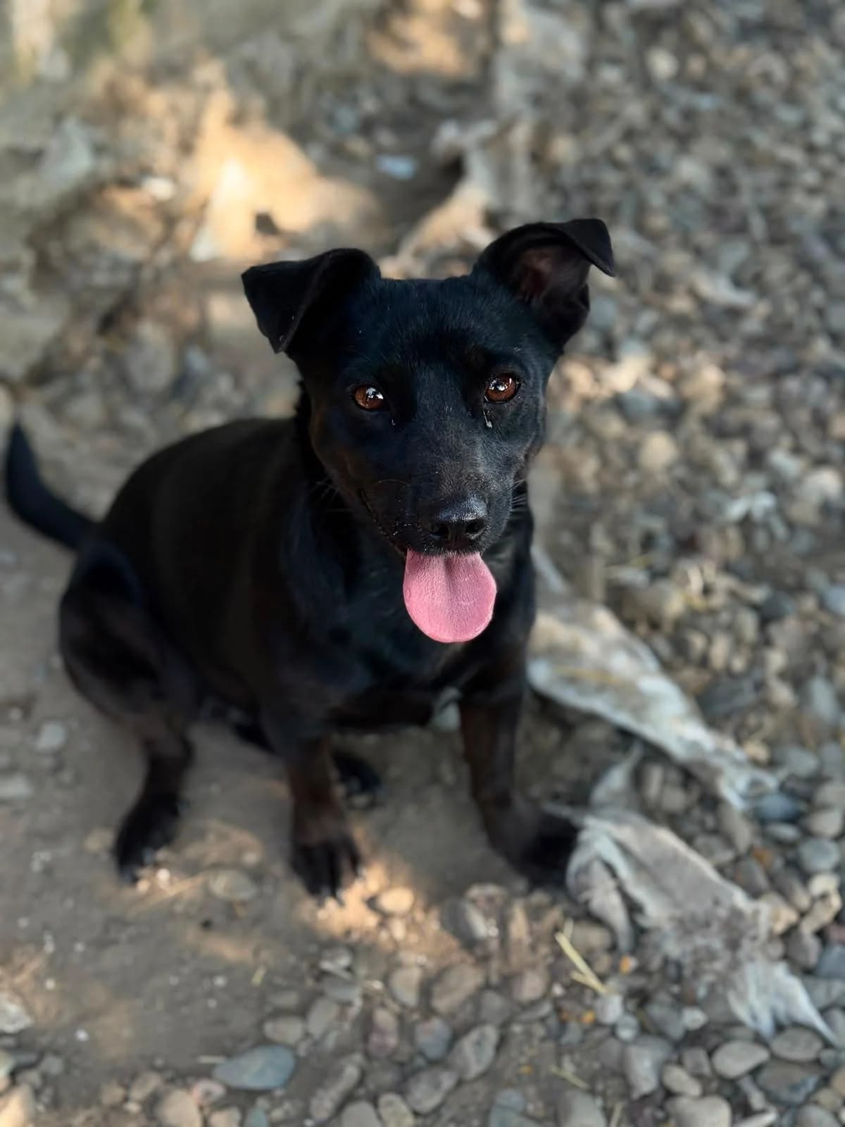 Bonita, female young Mixed Breed for adoption at Nordic Strays e.V.