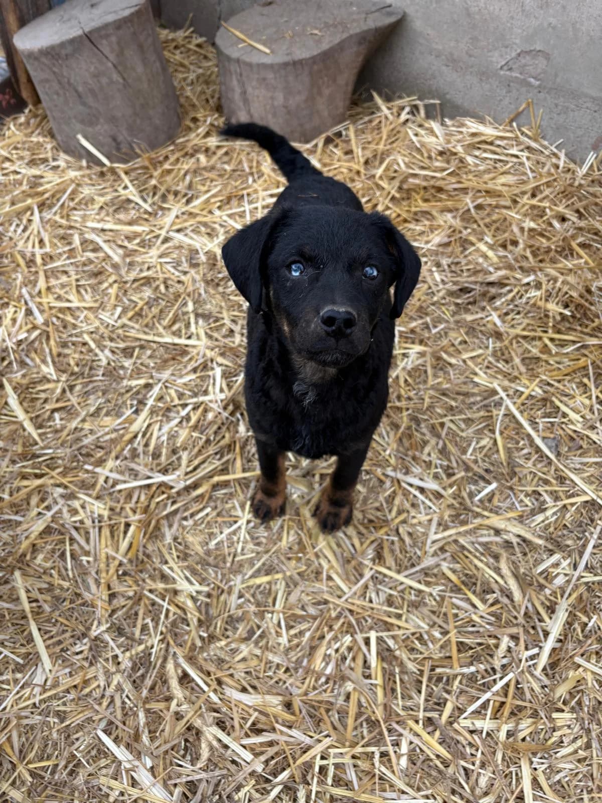 Sky, male senior Mixed Breed for adoption at Nordic Strays e.V.