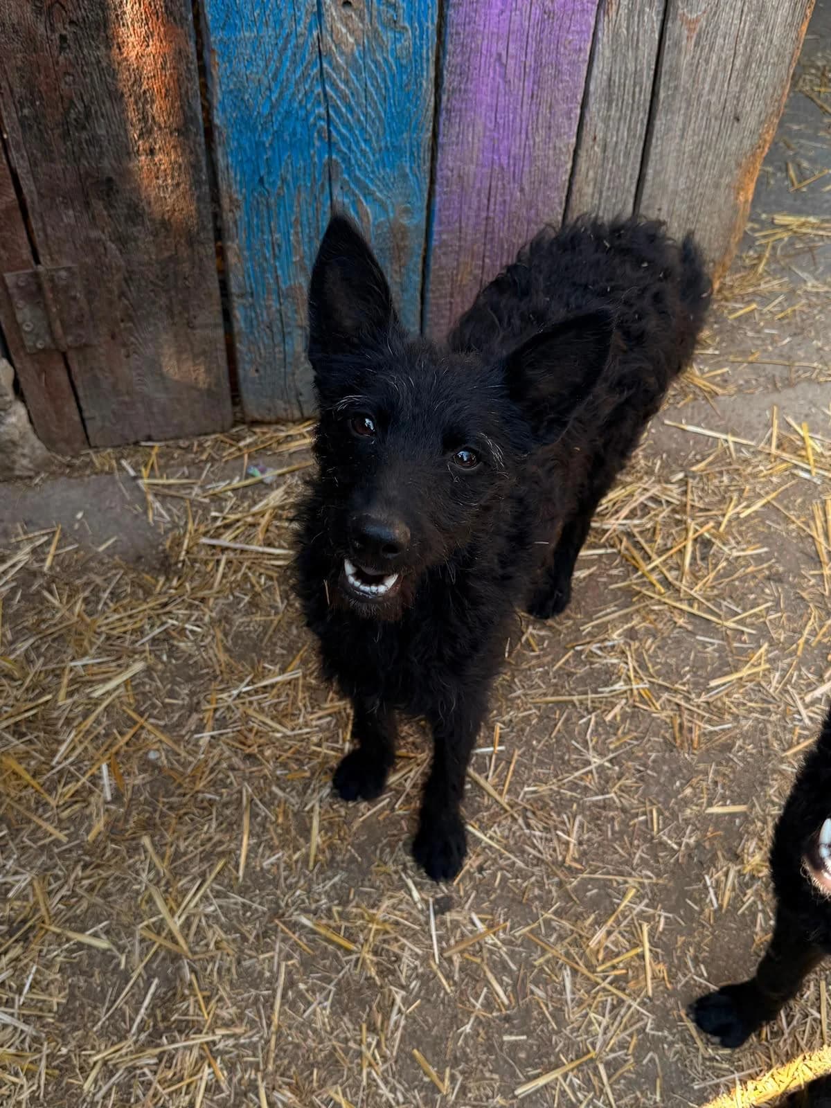 Vinka, female young German Shepherd for adoption at Nordic Strays e.V.