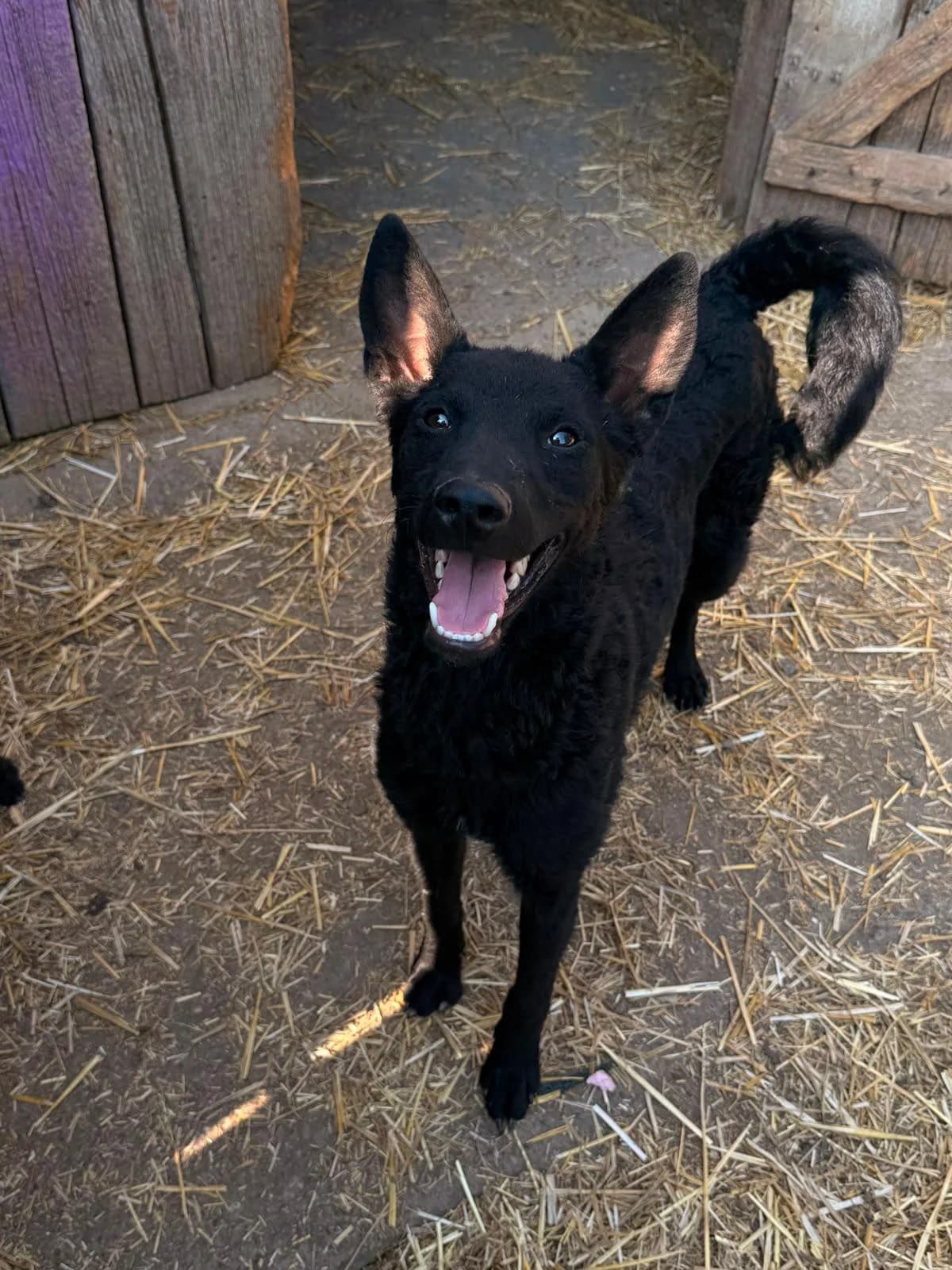 Cvita, schwarz female young German Shepherd for adoption at Nordic Strays e.V.