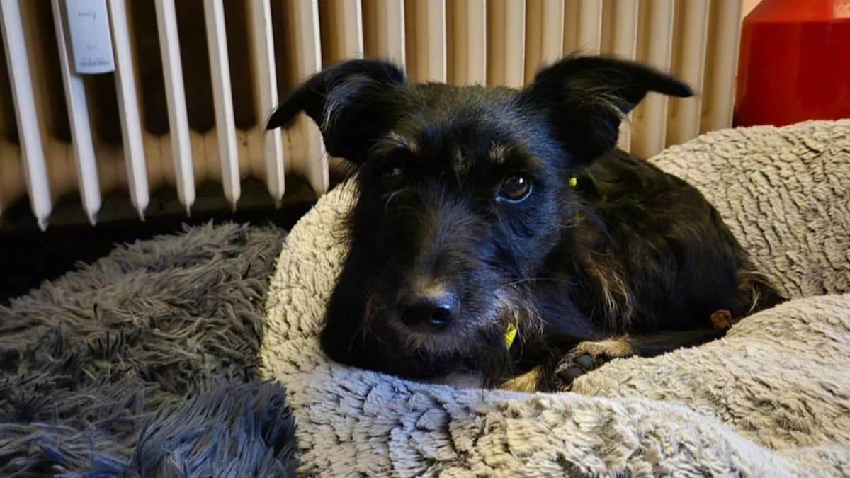 Abba (25774 Hemme), male young German Shepherd for adoption at Nordic Strays e.V.