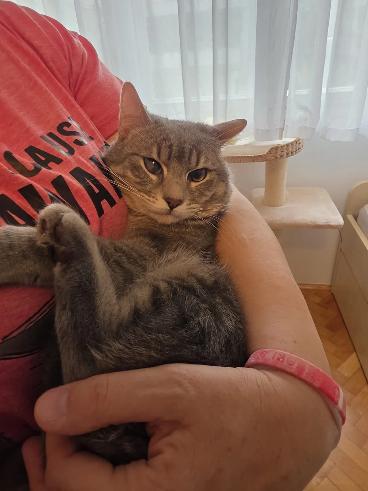 Lipi, male young Mixed Breed for adoption at Nordic Strays e.V.