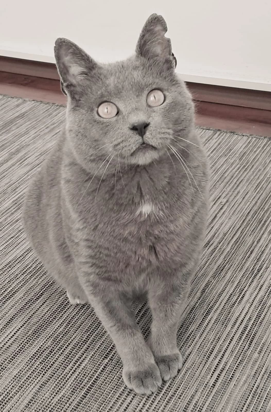 Thomas (FIV+), male 4yo Mixed Breed for adoption at Nordic Strays e.V.