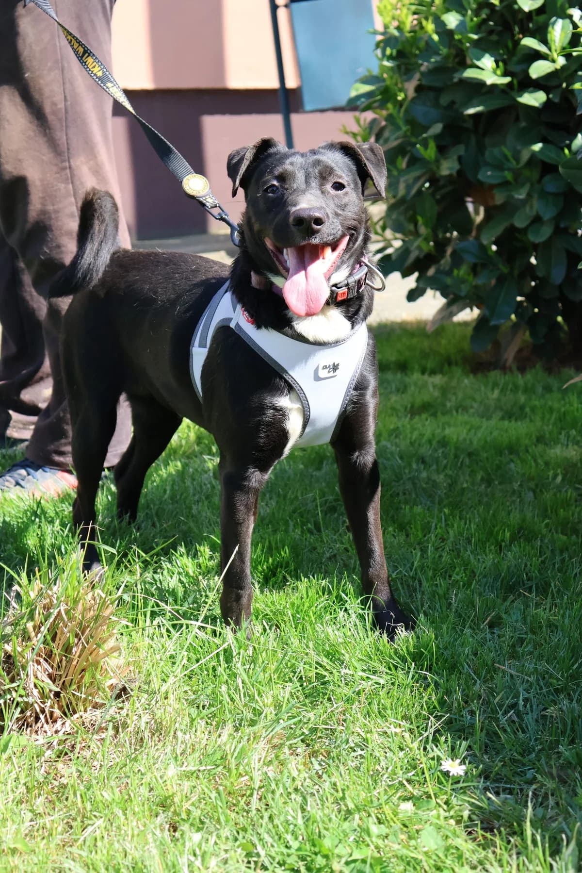 Sabina, female young Mixed Breed for adoption at Nordic Strays e.V.