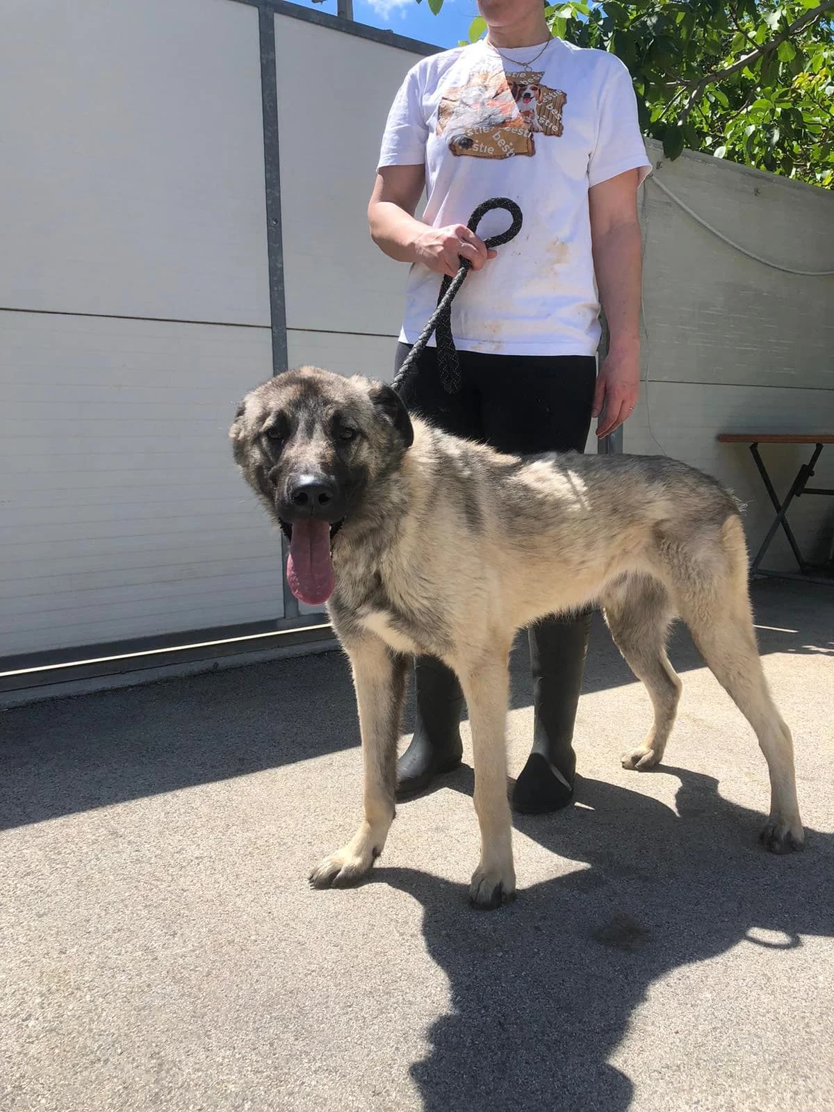 Deniz, male young Kangal for adoption at Nordic Strays e.V.