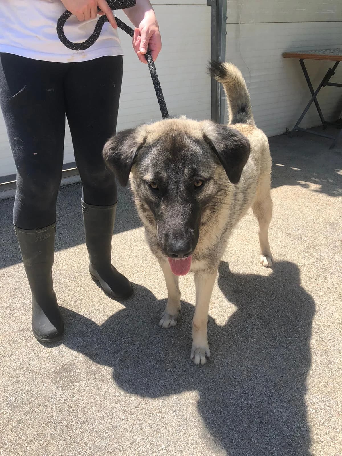 Dana, female young Kangal for adoption at Nordic Strays e.V.