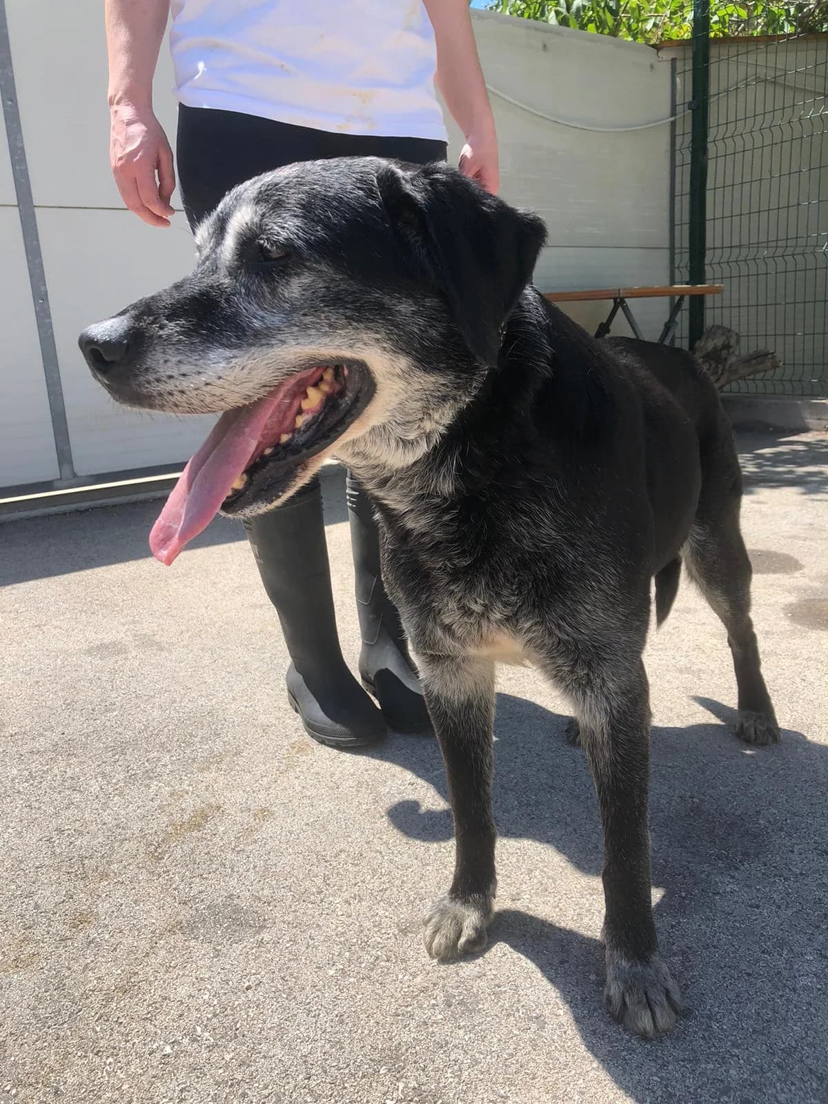 Opa John, male senior Mixed Breed for adoption at Nordic Strays e.V.