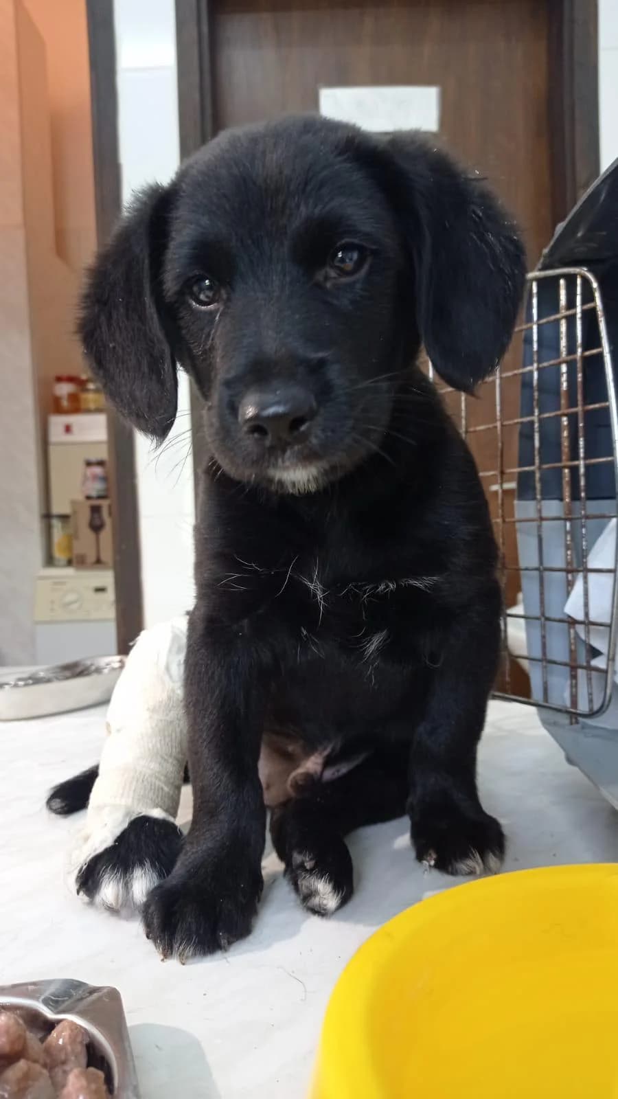 Diego, male puppy Mixed Breed for adoption at Nordic Strays e.V.