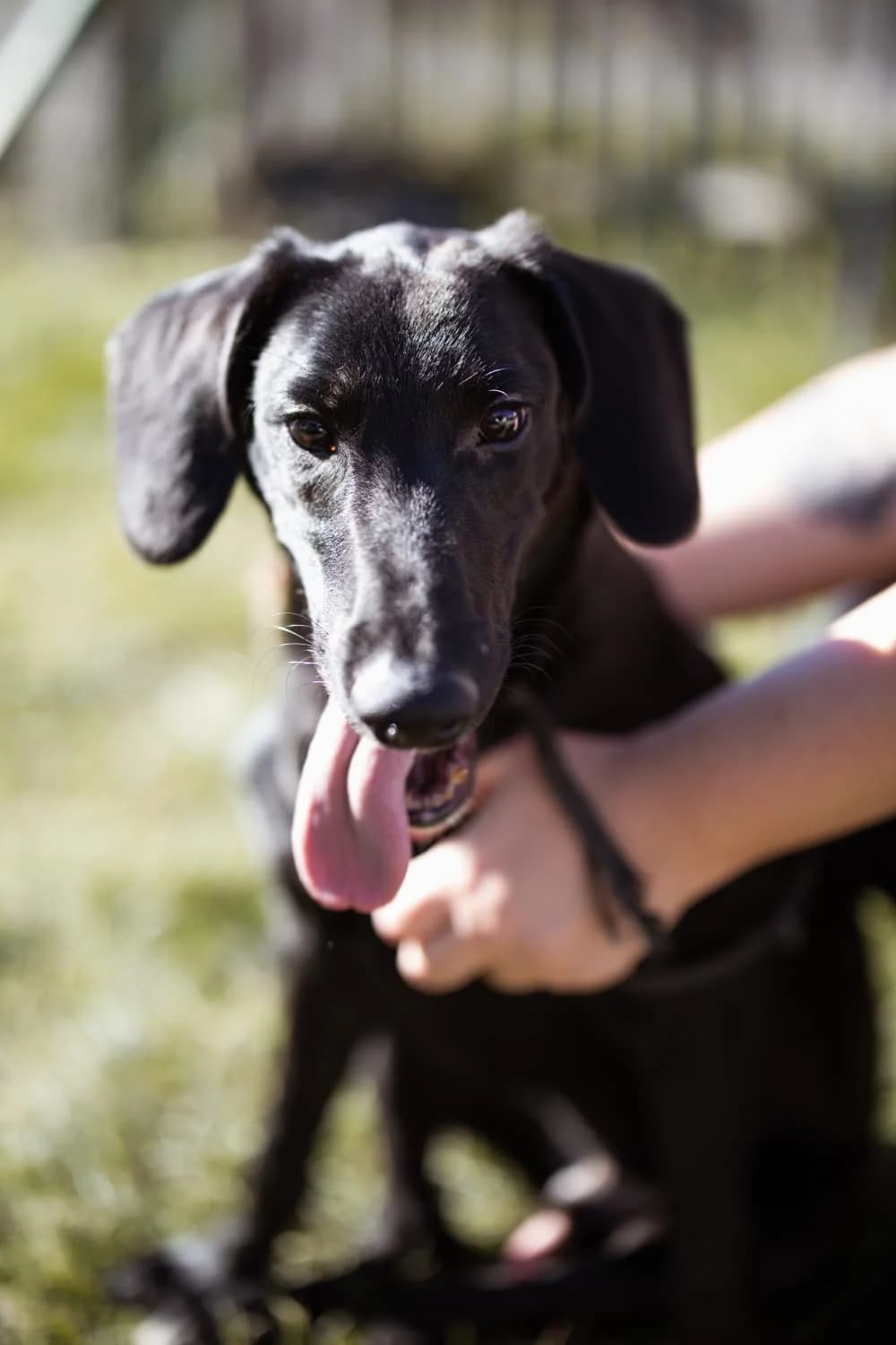 Diego, male puppy Mixed Breed for adoption at Nordic Strays e.V.