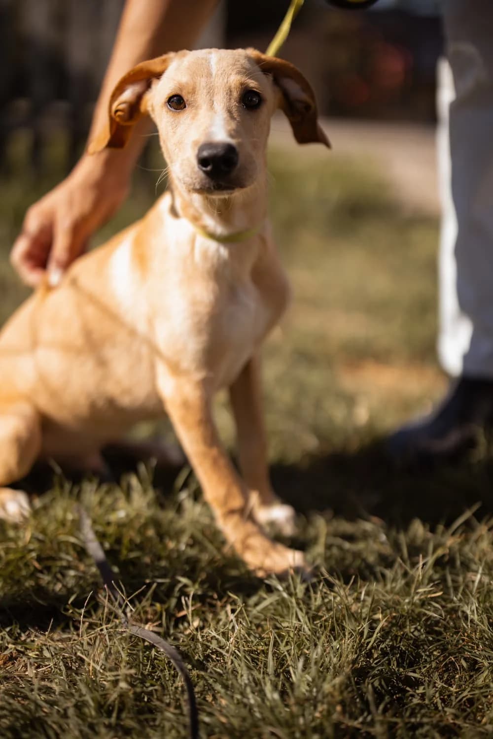 Archie, male puppy mixed breed for adoption at Nordic Strays e.V.