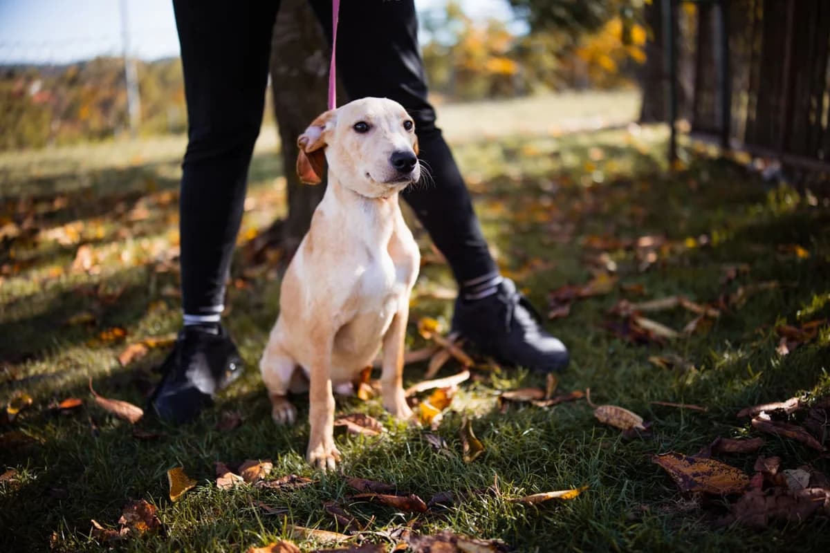 Archie, male young mixed breed for adoption at Nordic Strays e.V.