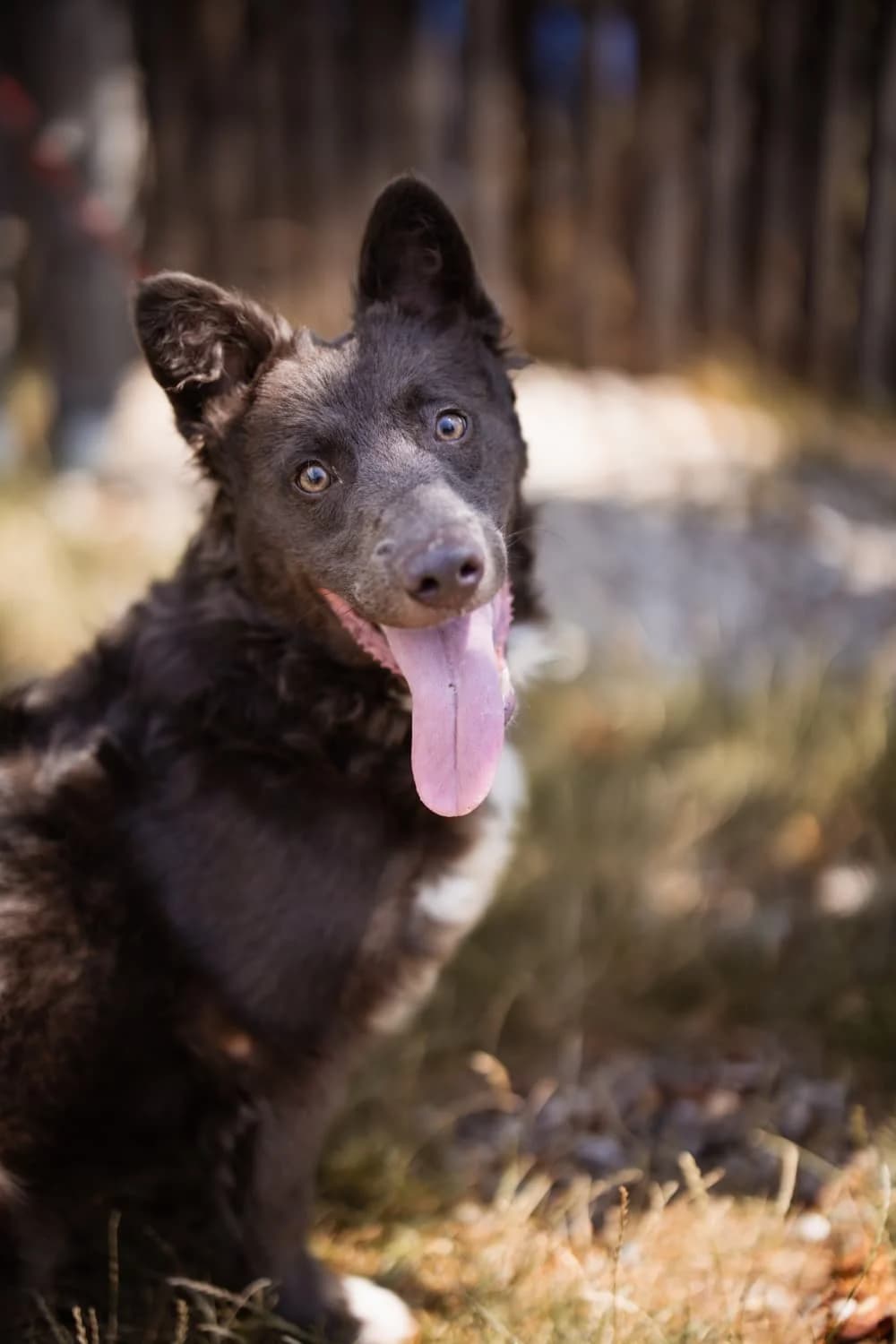 Bluey, weiß male young Mixed Breed for adoption at Nordic Strays e.V.